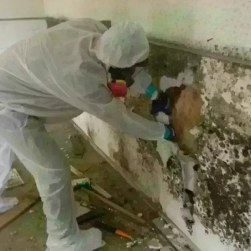 Mold Remediation and Removal in Beaumont, TX